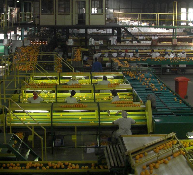 Workers sorting produce on a factory floor