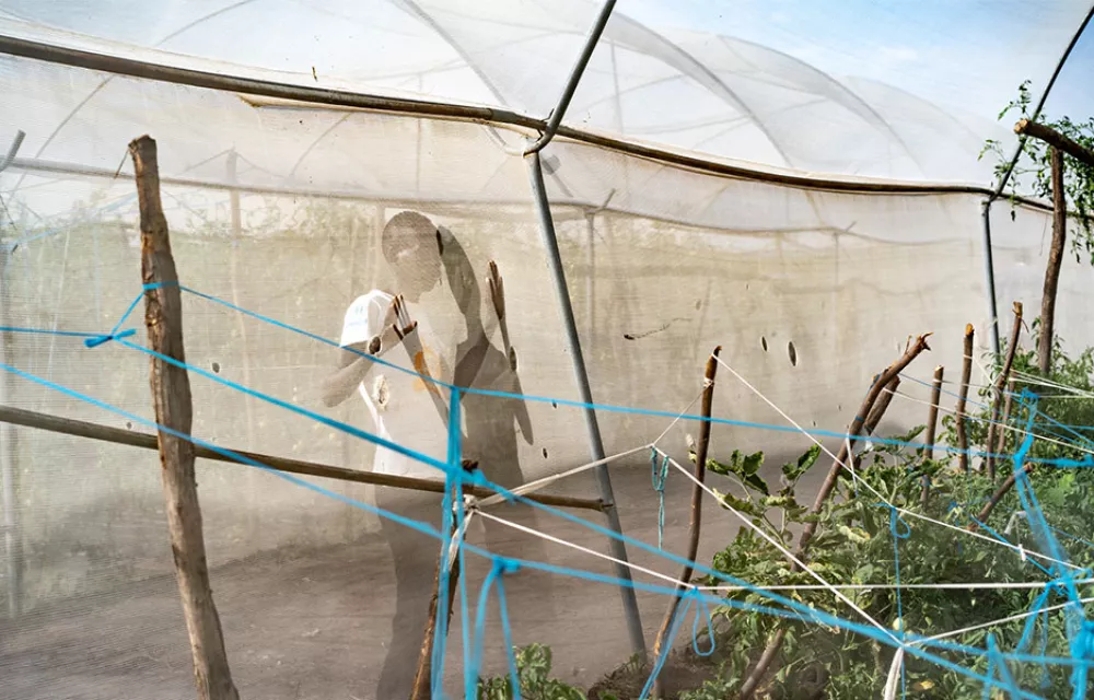 A person looking out of a polytunnel at crops