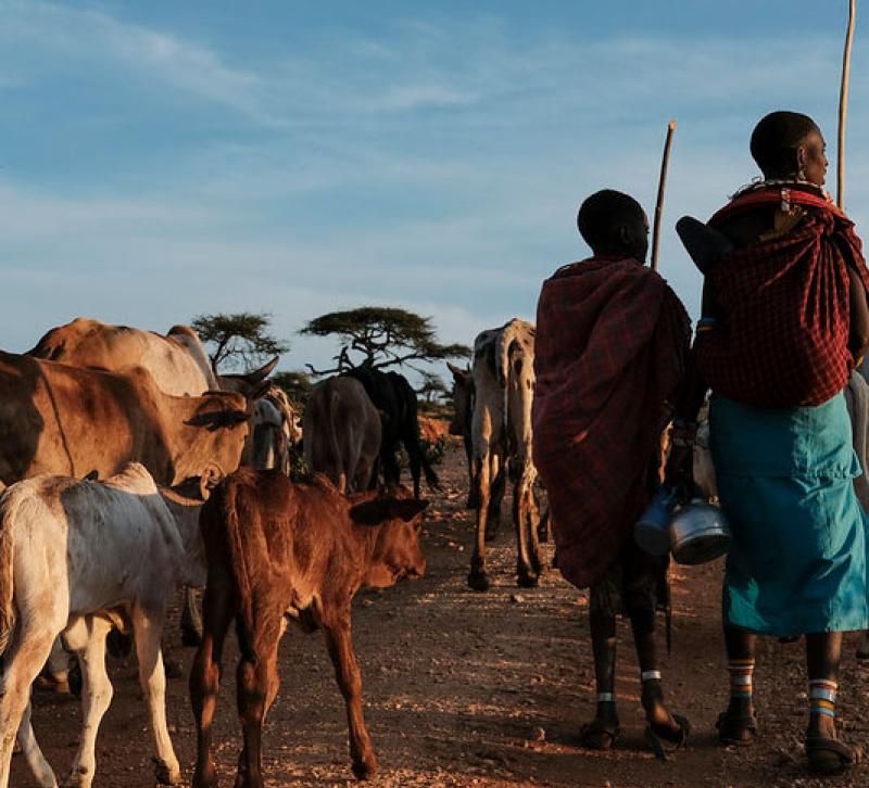 Two herders with a group of animals