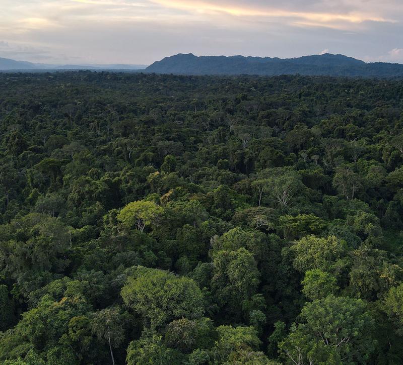 A view over dense forest