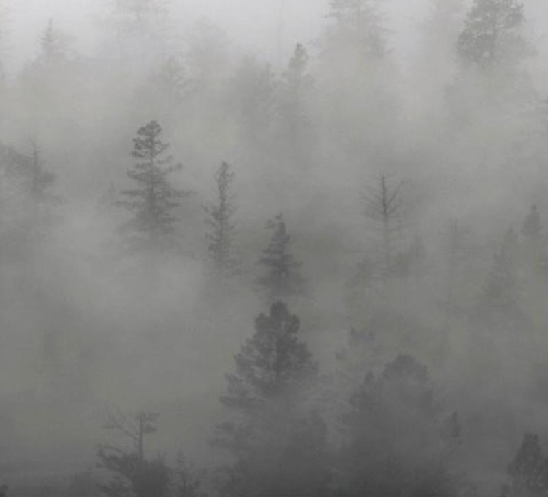A view across pine trees shrouded in fog
