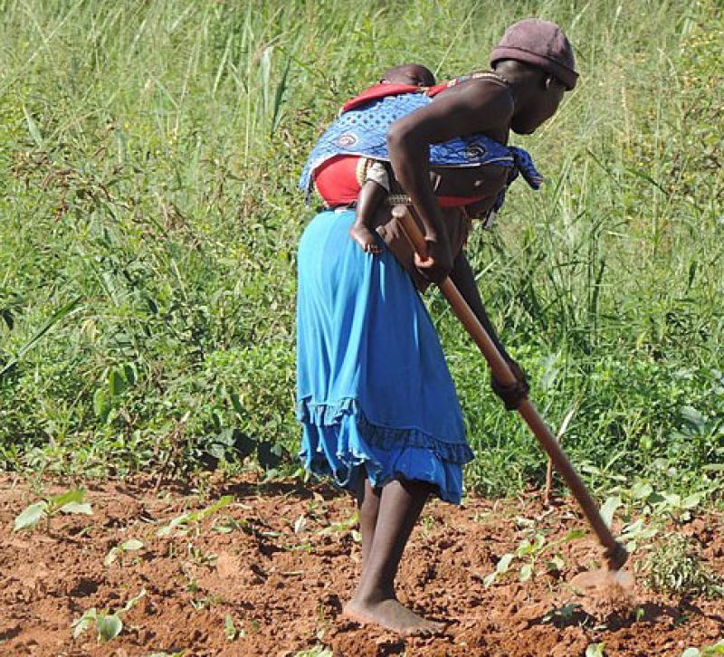 A woman hoeing a field while carrying a child on her back