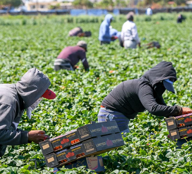 Agricultural workers in a strawberry field