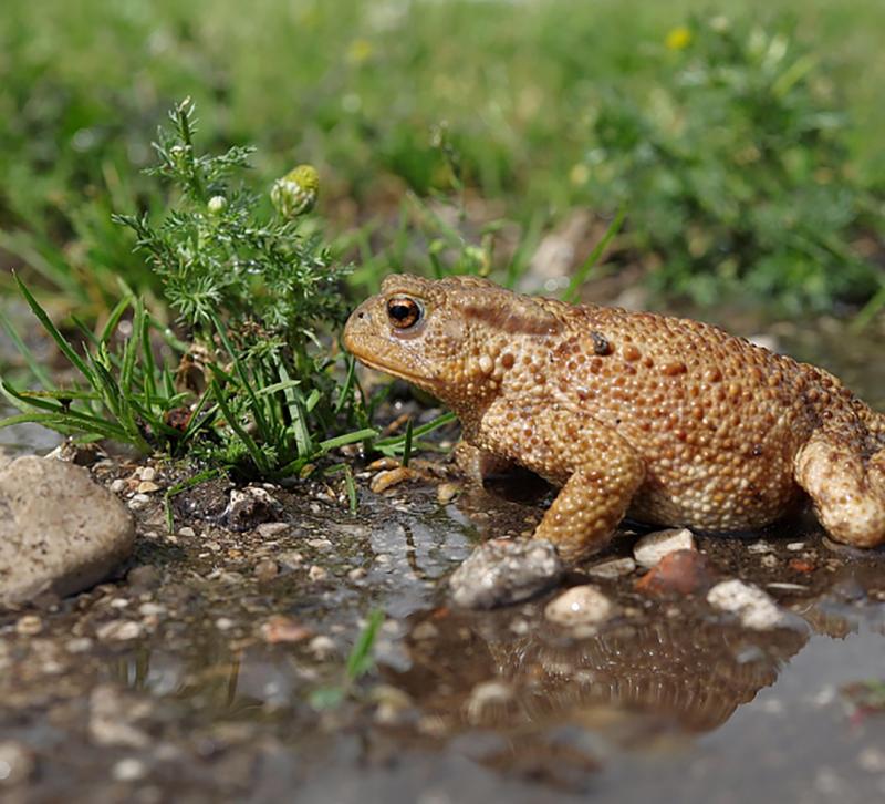 Common toad