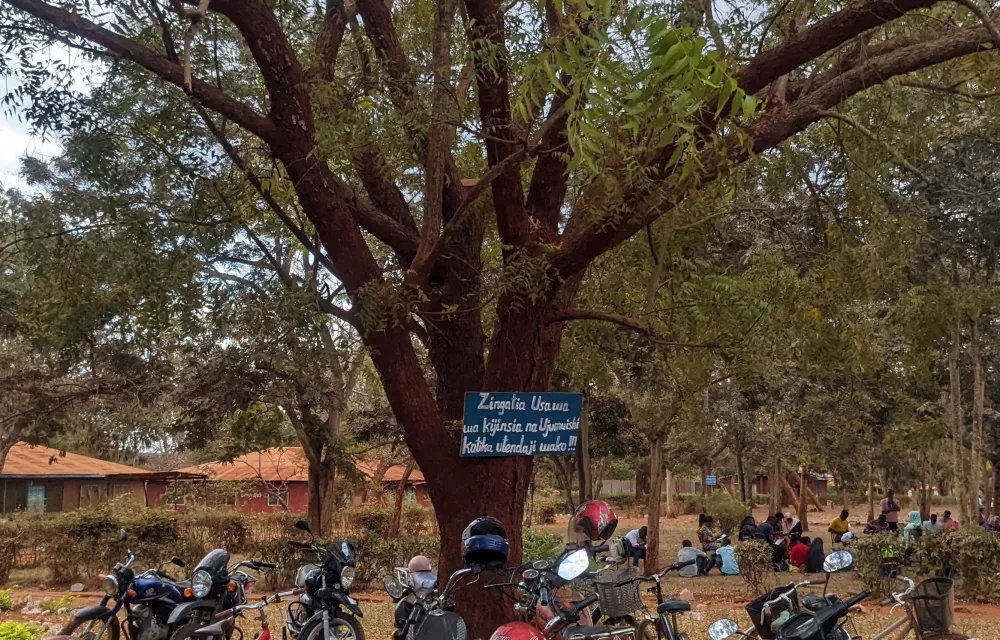 Motorbikes parked under a tree