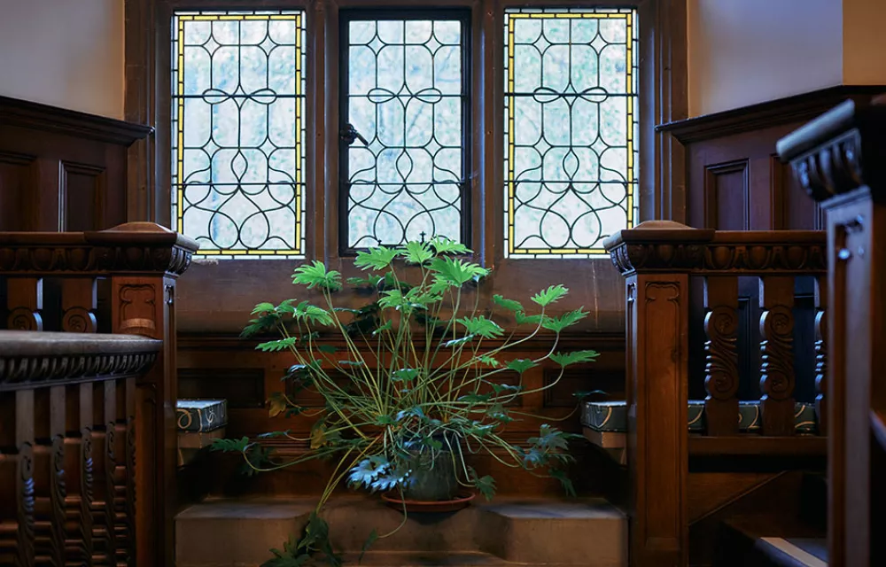 Plant in front of stained glass windows