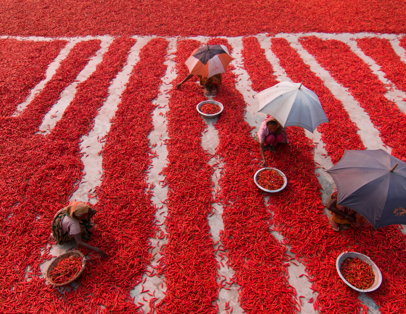 Women sorting red chili peppers