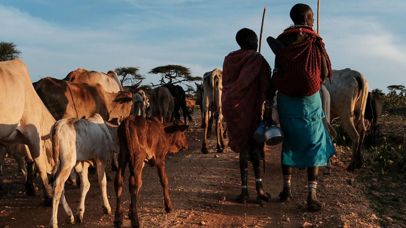 Two herders with a group of animals