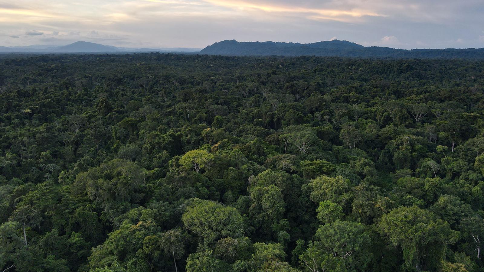 A view over dense forest