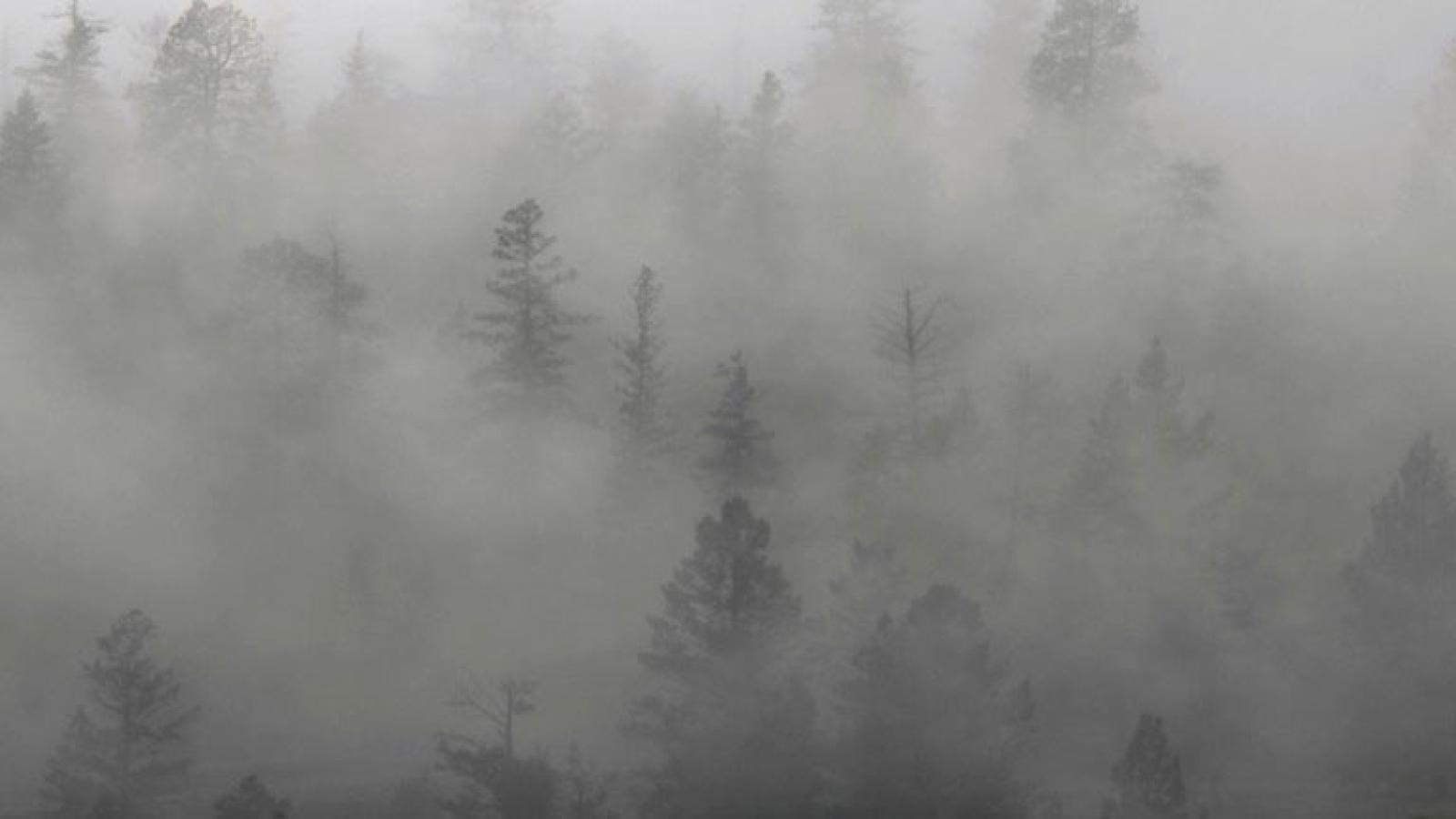 A view across pine trees shrouded in fog