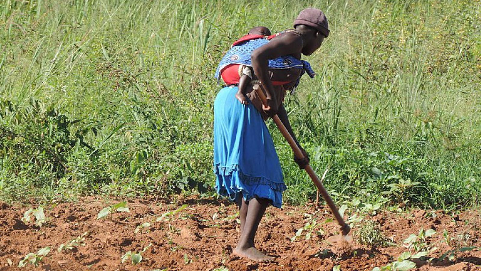 A woman hoeing a field while carrying a child on her back