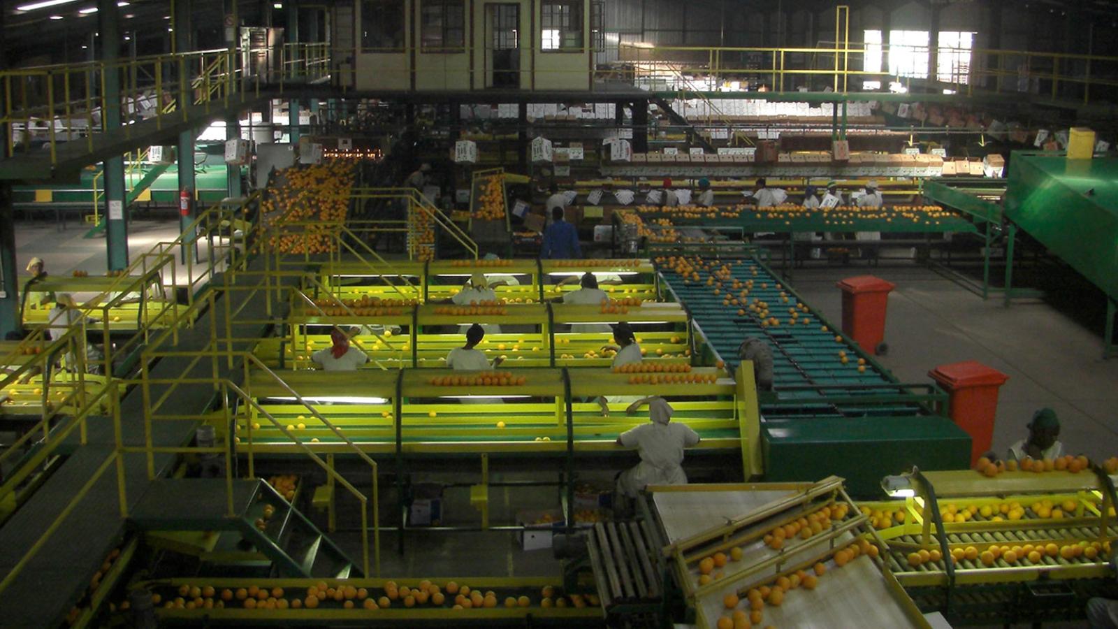 Workers sorting produce on a factory floor