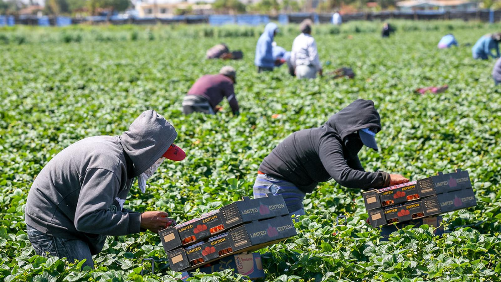 Agricultural workers in a strawberry field
