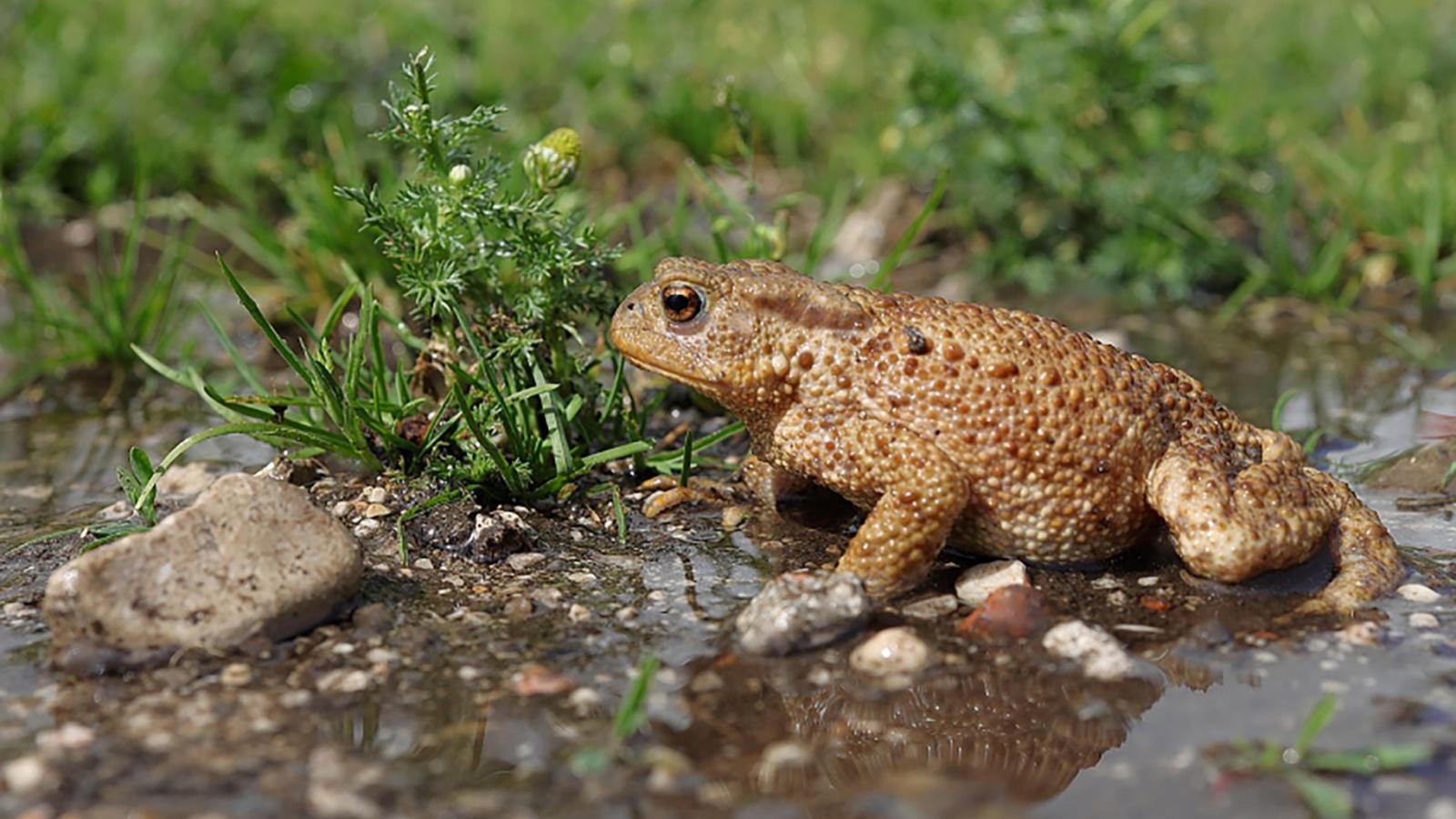 Common toad